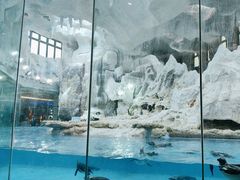 -帝企鹅自助餐厅•儿童岛•真企鹅(长隆企鹅酒店)