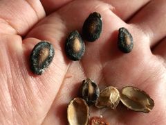 -刘艳明炒货(小心桥店)