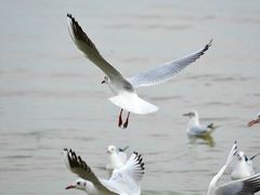 -深圳湾公园(南山区)