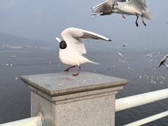 -海埂大坝