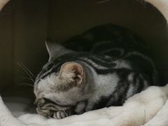 -有喵·猫咖·狗咖·30几只猫10只小狗(岗厦店)