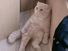-CAT’S MEWSTAR CAFE·喵星球猫屋(晴湾咖啡店)