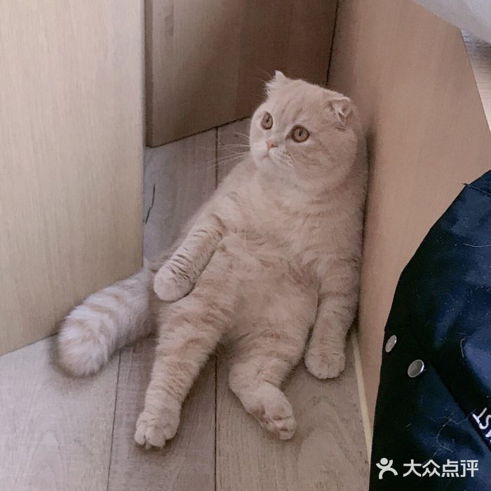 CAT’S MEWSTAR CAFE·喵星球猫屋(晴湾咖啡店)图片