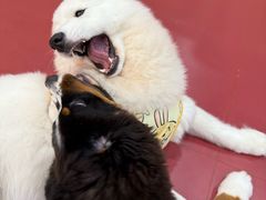 -和它·交个朋友·狗咖猫咖(爱琴海店)