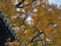 -大觉寺-停车场