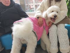 -美联众合爱康动物医院•复杂内科•肿瘤科•牙科•腔镜诊疗中心
