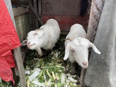 -小鱼草莓采摘园农家乐·小鱼餐厅