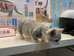 -御宝贝·A梦猫科宠物医院(国际猫友好医院)