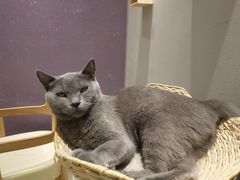 -藏猫猫咖啡主题馆(中央大道店)