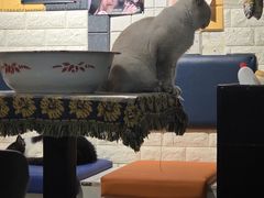 -平行世界·猫咖(首经贸店)