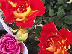 -循礼门鲜花花市(武汉循礼门店)