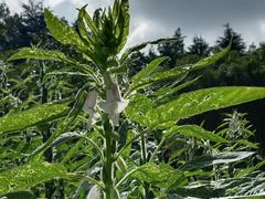 -泰煌鸡·上海白斩鸡·鸡汤面(万航店)