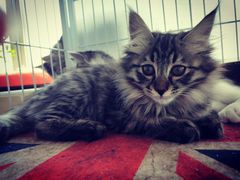 -瑞派福兴宠物医院犬猫全科·骨科·中西医结合(河东店)