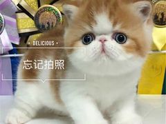 -金凤成祥(东直门现烤面包店)