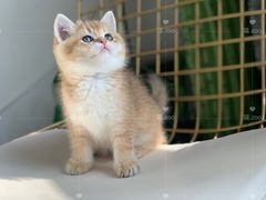 -喵zoo家庭繁育猫舍(尖东智能花园店)