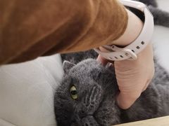 -鼓捣猫呢主题猫咖店