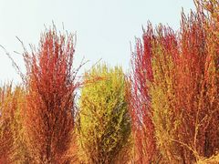 -汉长安城未央宫国家考古遗址公园