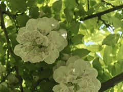 -嘉定紫藤园