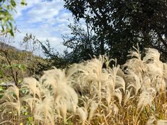 -西湖风景区-江洋畈生态公园