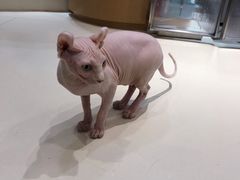 -飞行喵MR PILOT|猫舍·猫咖(静安大融城店)