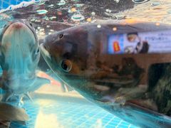 -浔味·山屿湖·正宗淳牌全鱼宴老字号