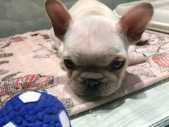 -momokira米努特·德文卷毛猫·棉花面纱犬