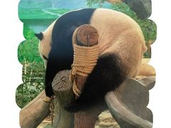 -灵玲国际马戏城
