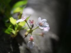 -嘉定紫藤园