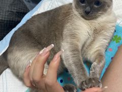 -宠福鑫康馨动物医院·骨科·眼科
