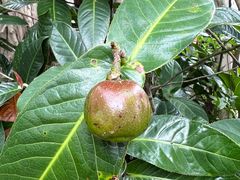 -广州神农草堂中医药博物馆