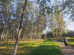 -大兴滨河森林公园