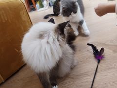 -1013 PET SHOP精品宠物商店(丁香店)
