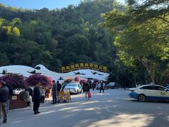 -西双版纳原始森林公园