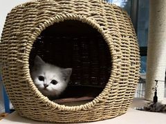 -喵zoo家庭繁育猫舍(尖东智能花园店)
