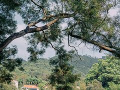 -银湖山郊野公园-相思林