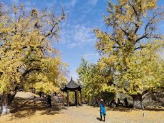-千年银杏谷文化旅游区