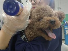-利又安动物医院··老年病·猫科犬科·中兽医