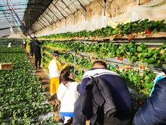 -大自然农场蔬菜草莓采摘园