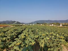 -光明小镇欢乐田园