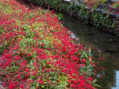-荔枝公园(福田区)
