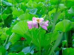 -桂湖森林公园