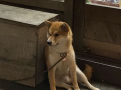 -Hi Fi Acoustic 梵香禅韵·色声香味