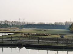 -溱湖国家湿地公园