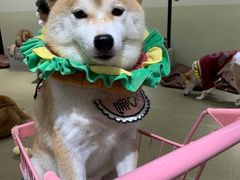 -逗柴咖啡屋·狗咖猫咖宠物桌游