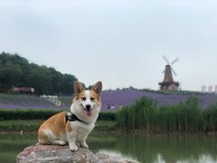 -大塘金香草谷