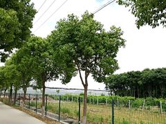 -南汇老顾农家乐采摘大团水蜜桃采摘店