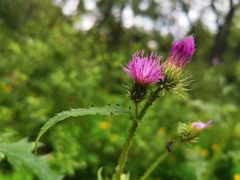 -黑龙江省森林植物园
