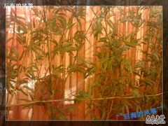 包间外的竹子-八珍饺子·烤鸭·家常菜