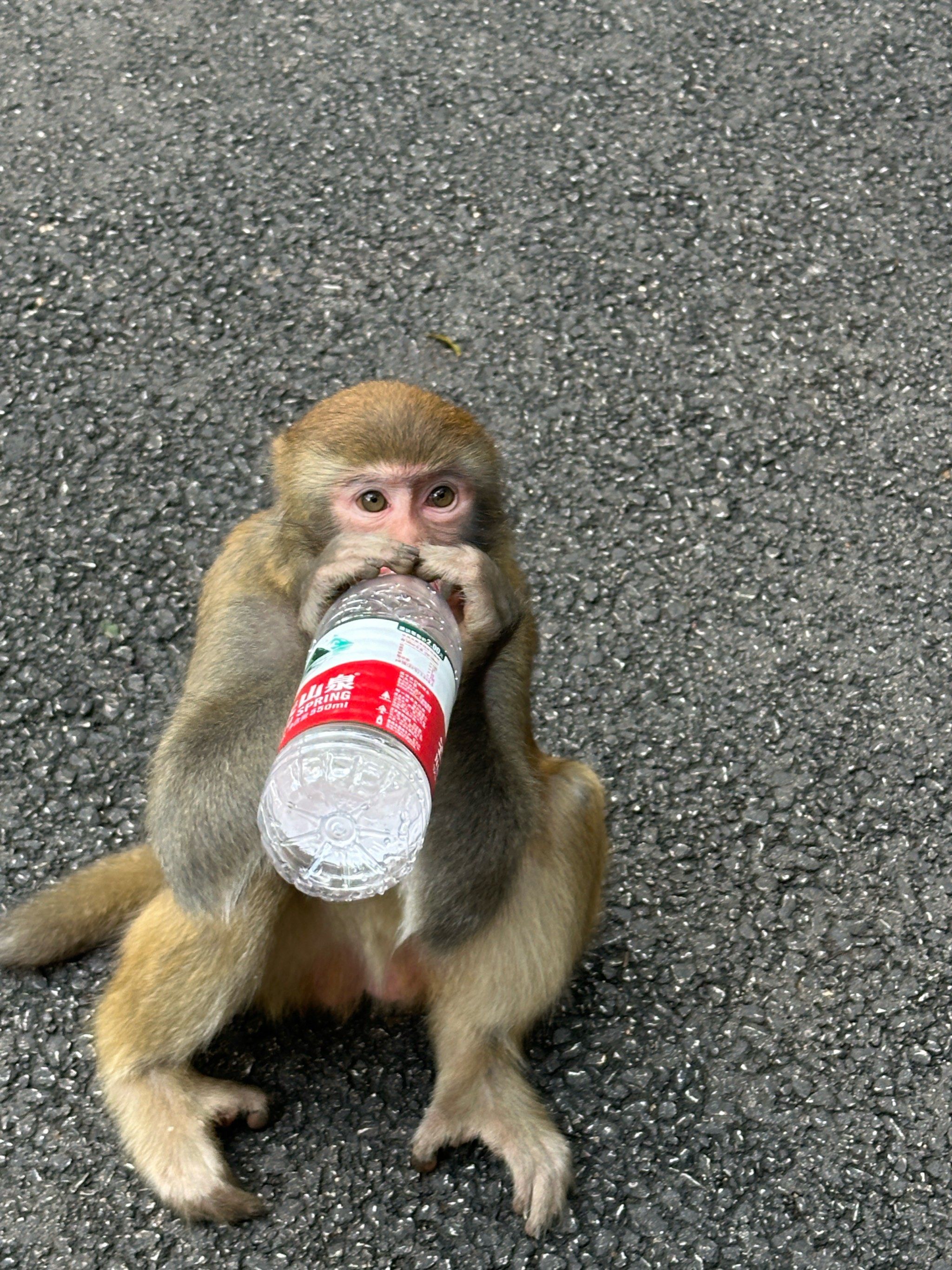 免费公园里,猴子的q萌摆pose