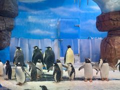-海合安成都极地海洋公园